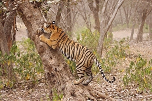 Asia, India