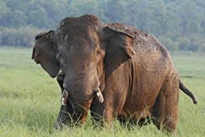 Images Dated 10th June 2008: Asia, India