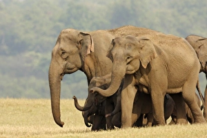 Asia, India