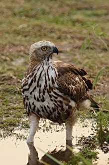 Asia, India