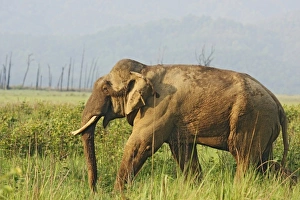 Images Dated 8th June 2008: Asia, India