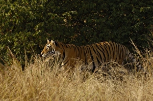 Images Dated 27th October 2006: Asia, India