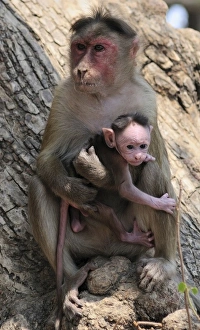 Images Dated 6th April 2007: Asia, India