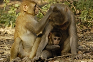 Images Dated 24th October 2006: Asia, India