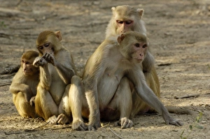 Images Dated 24th October 2006: Asia, India