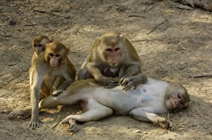 Images Dated 24th October 2006: Asia, India