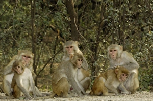 Images Dated 24th October 2006: Asia, India