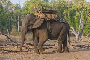 Asia. India. Asian elephant (Elephas maximus) used in safari tourism at Bandhavgarh
