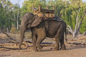 Ralph H Bendjebar Prints: Asia. India. Asian elephant (Elephas maximus) used in safari tourism at Bandhavgarh