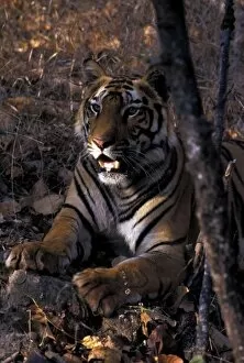 Images Dated 30th August 2007: Asia, India, Bandhaugarh National Park. Tiger (Panthera tigris)