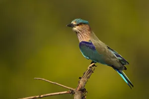 Joe Mcdonald Prints: Asia, India, Bandhavgar National Park, Indian Roller, Coracias benghalensis, perched