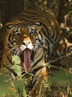 Images Dated 9th March 2011: Asia, India, Bandhavgarh National Park