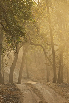 Images Dated 25th March 2011: Asia, India, Bandhavgarh National Park, early morning fog, tree lined road