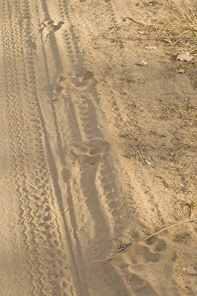 Joe Mcdonald Prints: Asia, India, Bandhavgarh National Park, Tiger tracks