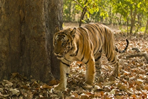 Images Dated 29th March 2011: Asia; India Bandhavgarh National Park, Bengal Tiger, Panthera tigris tigris, walking