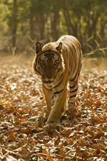 Images Dated 29th March 2011: Asia, India, Bandhavgarh National Park, Bengal Tiger, Panthera tigris tigris, walking