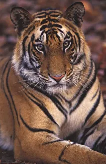 Theo Allofs Prints: Asia, India, Bandhavgarth National Park, Portrait of a 20-month-old male tiger cub