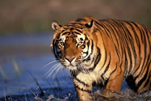 ASIA, India, Bengal Tiger (Panthera tigris)