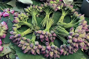 Bunch Prints: Asia, India, Calcutta. Fresh cut bunches of Lotus the flower market in Calcutta