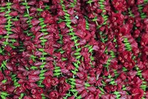 Kolkata Prints: Asia, India, Calcutta. Hibiscus garlands in the flower market in Calcutta