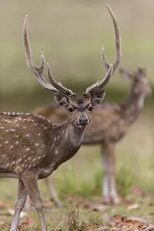 Asia. India. Chital, or spotted deer (Axis axis) at Kanha Tiger Reserve (NP)