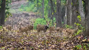 India Prints: Asia. India. Chital, or spotted deer (Axis axis) at Kanha Tiger Reserve (NP)