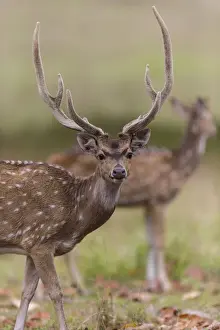 Ralph H Bendjebar Prints: Asia. India. Chital, or spotted deer (Axis axis) at Kanha Tiger Reserve (NP)