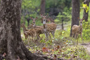 Spotted Deer Prints: Asia. India. Chital, or spotted deer (Axis axis) at Kanha Tiger Reserve (NP)