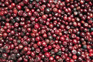 Ripe Prints: Asia, India, Darjeeling. Red berries of the the Himalayas