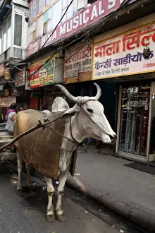 Domesticated Prints: Asia, India, Delhi. Ox pulling cart, Chandni Chowk