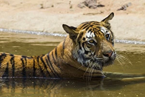 India Gallery: Asia. India. Female Bengal tiger (Pantera tigris tigris) enjoys the cool of a water