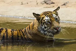 Ralph H Bendjebar Prints: Asia. India. Female Bengal tiger (Pantera tigris tigris) enjoys the cool of a water
