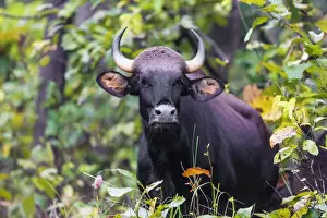 India Prints: Asia. India. Gaur, or Indian wild bison (Bos gaurus) at Kanha tiger reserve
