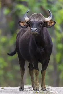 India Prints: Asia. India. Gaur, or Indian wild bison (Bos gaurus) at Kanha tiger reserve