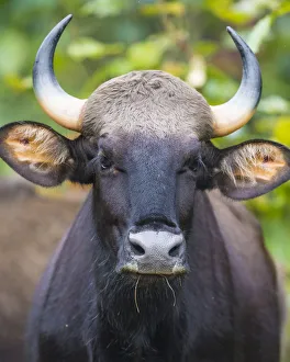 Bison Prints: Asia. India. Gaur, or Indian wild bison (Bos gaurus) at Kanha tiger reserve