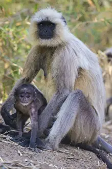 India Prints: Asia. India. Grey langur, or Hanuman langur (Semnopithecus entellus) at Bandhavgarh