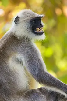 India Prints: Asia. India. Grey langur, or Hanuman langur (Semnopithecus entellus) at Bandhavgarh