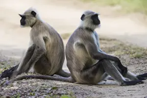 India Prints: Asia. India. Grey langur, or Hanuman langur (Semnopithecus entellus) at Bandhavgarh