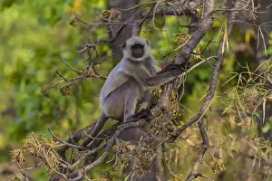 India Prints: Asia. India. Grey langur, or Hanuman langur (Semnopithecus entellus) at Bandhavgarh