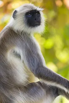 India Prints: Asia. India. Grey langur, or Hanuman langur (Semnopithecus entellus) at Bandhavgarh