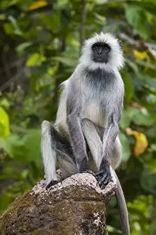 Ralph H Bendjebar Prints: Asia. India. Grey langur, or Hanuman langur (Semnopithecus entellus) at Kanha Tiger