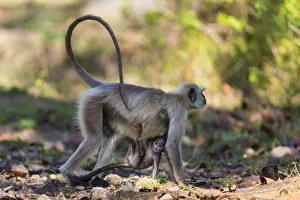 Asia. India. Grey langur, or Hanuman langur (Semnopithecus entellus) at Kanha Tiger