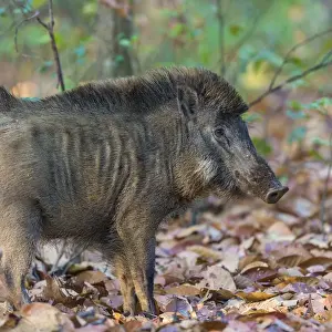 Boar Prints: Asia. India. Indian boar (Sus scrofa cristatus) at Kanha Tiger reserve