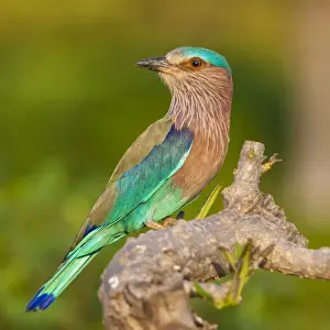 Ralph H Bendjebar Prints: Asia. India. Indian Roller (Coracias benghalensis) at Bandhavgarh Tiger Reserve