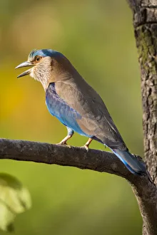 Tiger Prints: Asia. India. Indian Roller (Coracias benghalensis) at Bandhavgarh Tiger Reserve