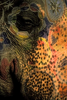 Claudia Adams Prints: Asia, India, Jaipur. Painted Elephant