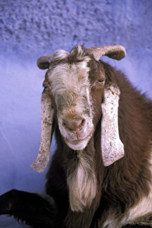 Asia, India, Jodhpur. Goat in niche in Muslim Blue City