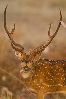 Ungulate Prints: Asia, India, Kanha National Park, Madhya Pradesh, Chital or Cheetal, aka Spotted Deer