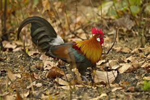 Images Dated 2nd April 2011: Asia, India, Kanha National Park, Madhya Pradesh, Red junglefowl, Gallus gallus, male