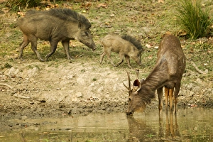 Images Dated 3rd April 2011: Asia, India, Kanha National Park, Madhya Pradesh, Sambar, Rusa unicolor, standing